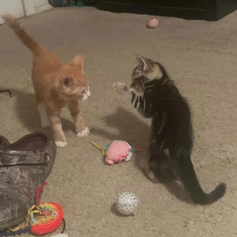 A baby small-sized male Orange / Red Domestic Short Hair cat named Pony Boy for adoption in Willows, CA