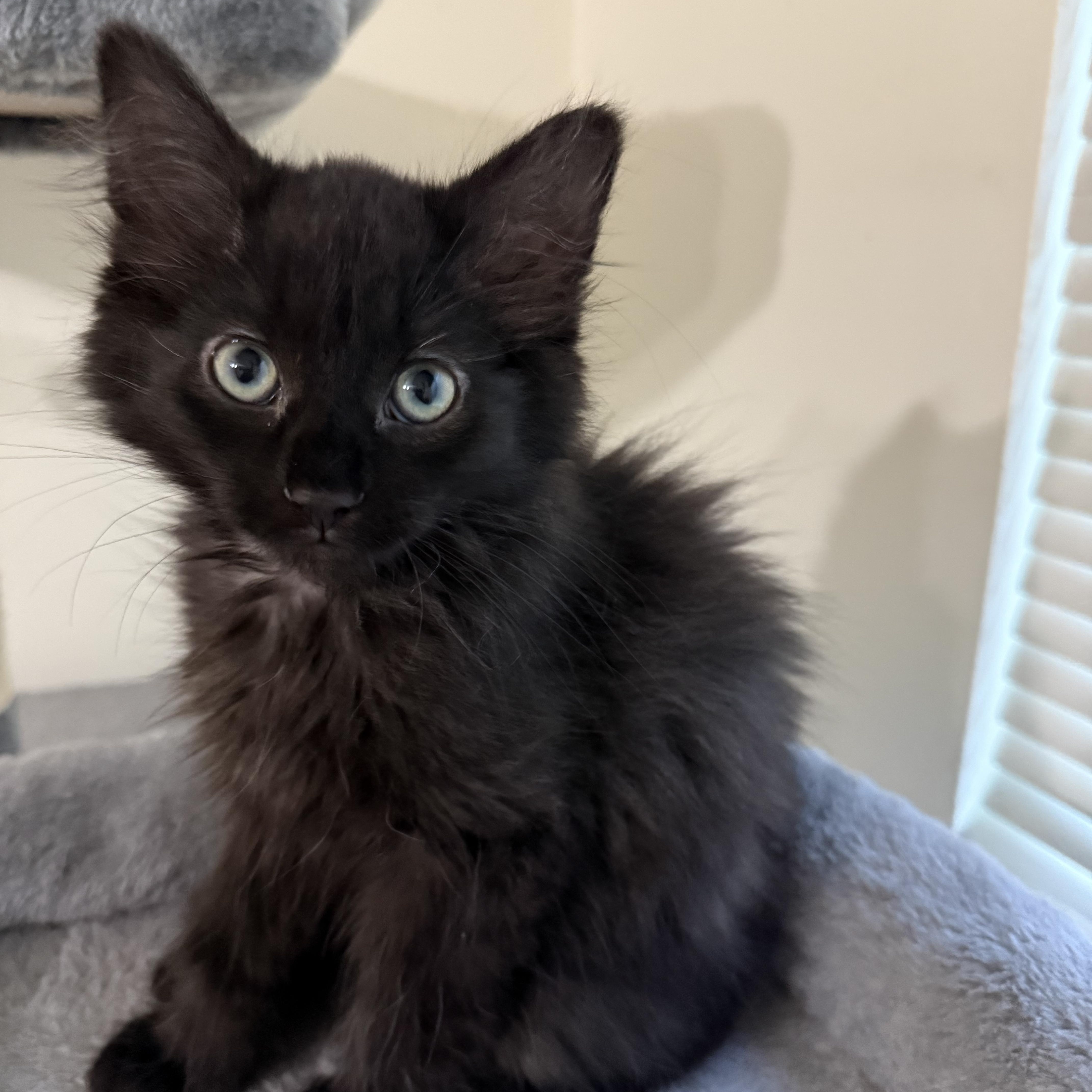 A baby medium-sized female Black Domestic Medium Hair cat named Nina for adoption in South Lyon, MI