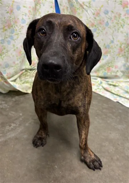 A young medium-sized female Dachshund dog named Melody for adoption in Rosenberg, TX