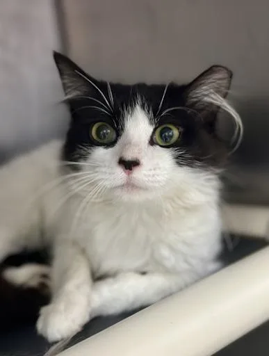 A baby small-sized female Domestic Short Hair cat named Wilma for adoption in Lunenburg, MA