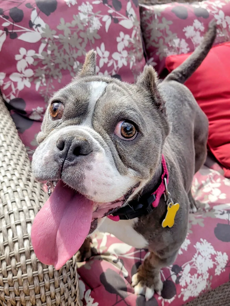 A senior medium-sized female Pit Bull Terrier dog named Toadette for adoption in Salt Lake City, UT