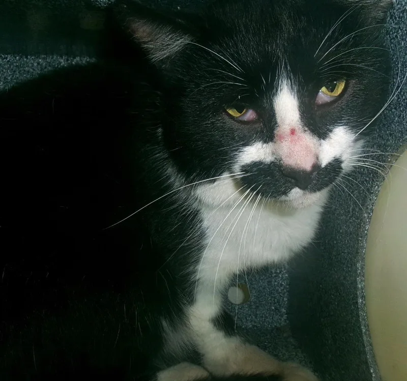 An adult medium-sized male Black Domestic Short Hair cat named Groucho for adoption in Plover, WI