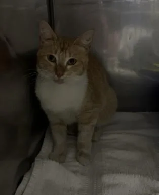 A young small-sized male Domestic Short Hair cat named Caramel Latte for adoption in Killeen, TX