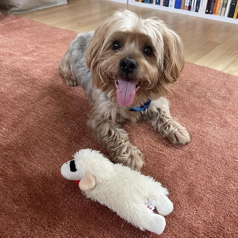 An adult small-sized male Gray / Blue / Silver Yorkshire Terrier dog named Bruno for adoption in Austin, TX