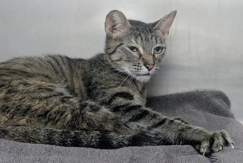A young large-sized female Tabby (Brown / Chocolate) Domestic Short Hair cat named Twiggy for adoption in Springfield, IL