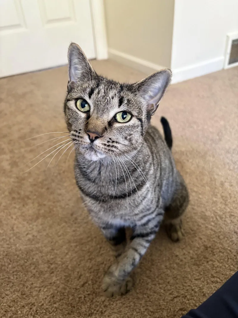 An adult medium-sized female Domestic Short Hair cat named Lola for adoption in Rochester, NY