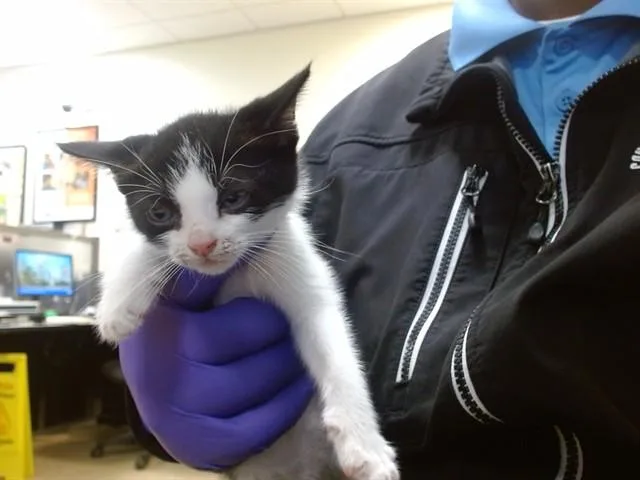 A baby small-sized male Domestic Short Hair cat named Ziggy for adoption in Miami, FL
