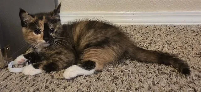 A baby small-sized female Domestic Short Hair cat named Nutty Butter for adoption in Colorado Springs, CO