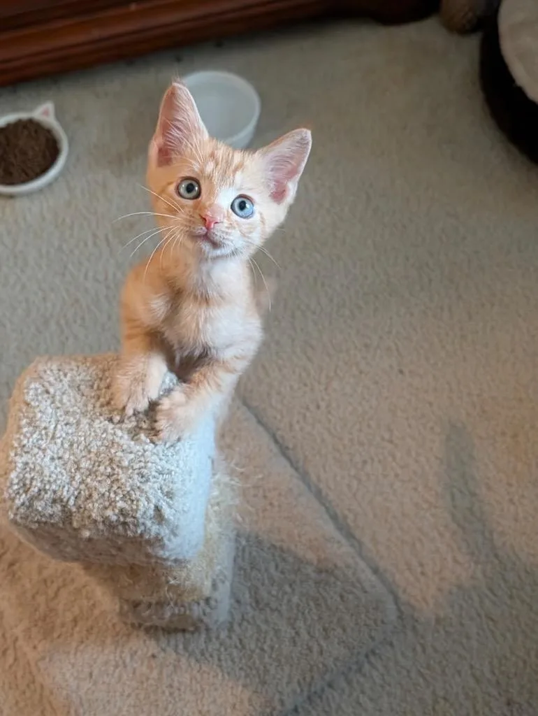 A baby small-sized male Domestic Short Hair cat named Calabrese for adoption in Ocala, FL