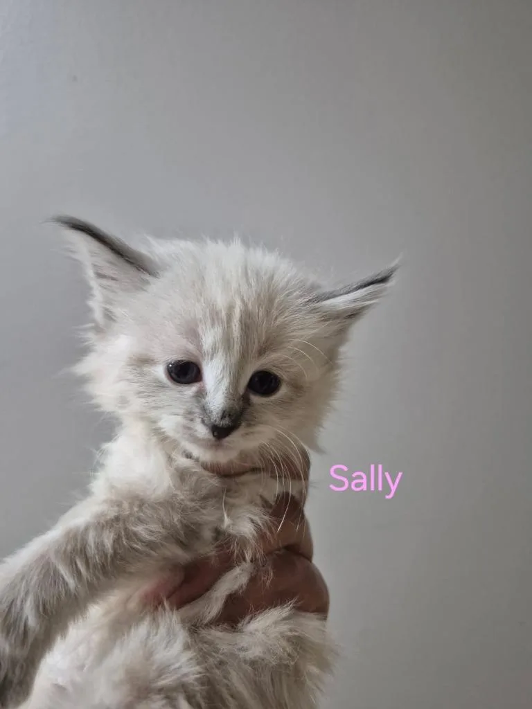 Sally
