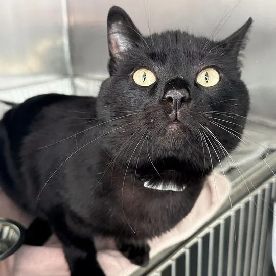 An adult medium-sized male Black Domestic Short Hair cat named Nelson for adoption in Matteson, IL