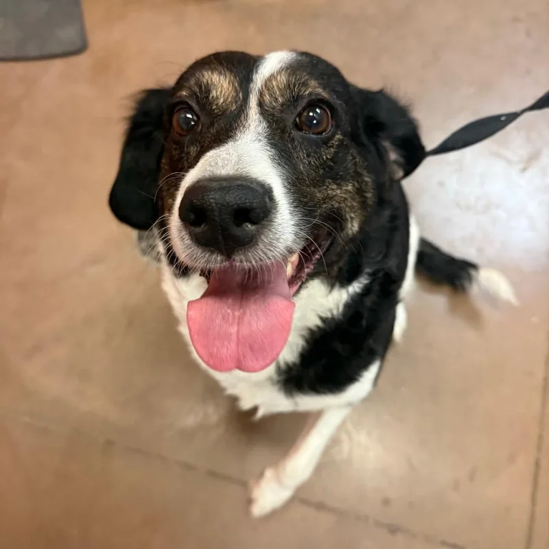 An adult medium-sized female White / Cream Mixed Breed dog named Rey w Leia for adoption in Flagstaff, AZ