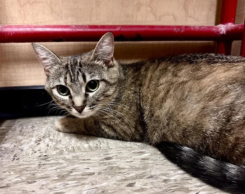 An adult medium-sized female Tabby (Brown / Chocolate) Domestic Short Hair cat named Brioche for adoption in Emerald Isle, NC