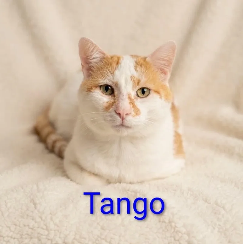 A young medium-sized male Orange & White Tabby cat named Tango for adoption in Wyandotte, MI