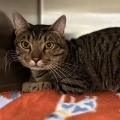 An adult large-sized male Brown / Chocolate Domestic Short Hair cat named Blinker for adoption in New York, NY