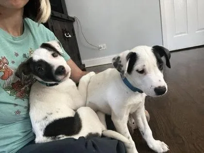 A baby medium-sized male Mixed Breed dog named Kristoff for adoption in Hobart, IN