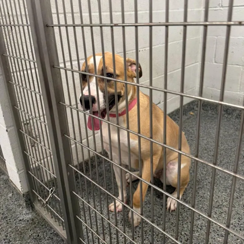 A young large-sized female Yellow / Tan / Blond / Fawn Mixed Breed dog named Clara Belle for adoption in Jeffersonville, IN