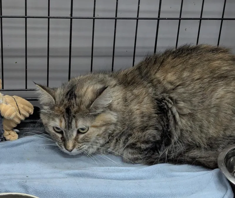A young medium-sized female Domestic Long Hair cat named Holly for adoption in St. Cloud, MN