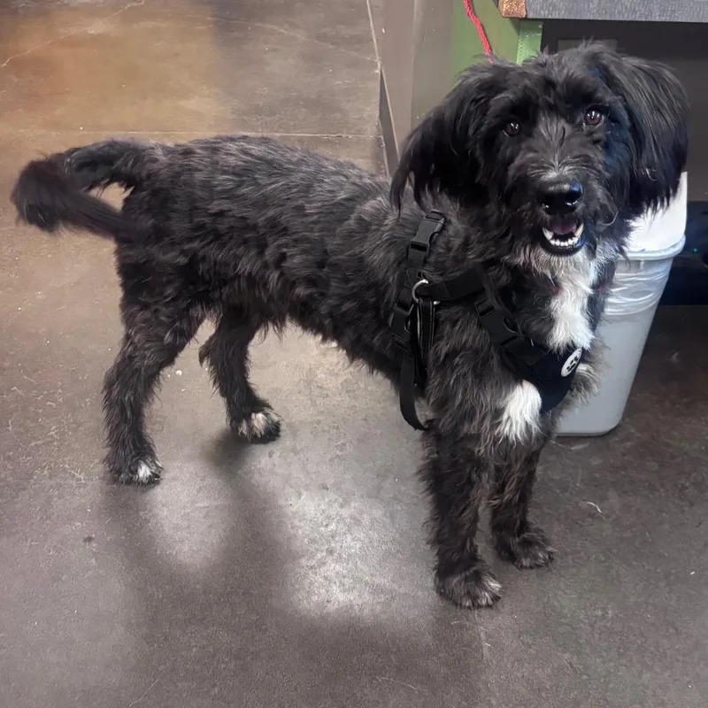 An adult medium-sized male Poodle dog named Kingsford for adoption in Norman, OK