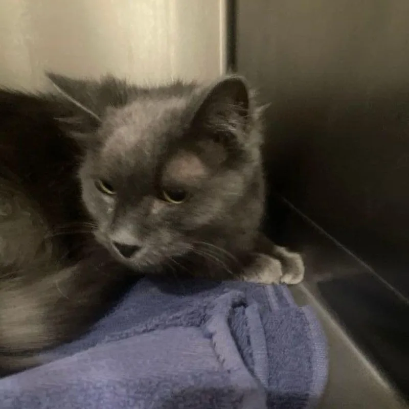 A senior medium-sized male Gray / Blue / Silver Domestic Medium Hair cat named Charly for adoption in Lake Havasu City, AZ