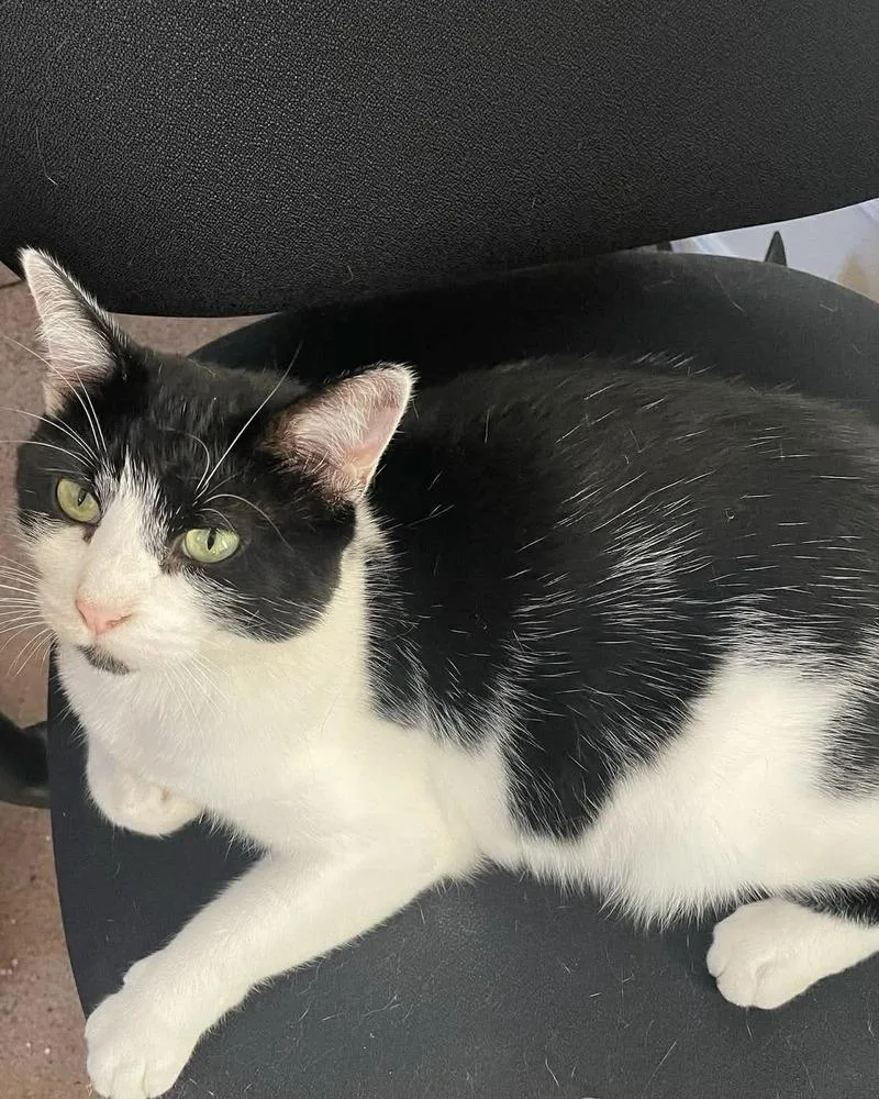 An adult medium-sized female Domestic Short Hair cat named Pandee for adoption in Dallas, TX