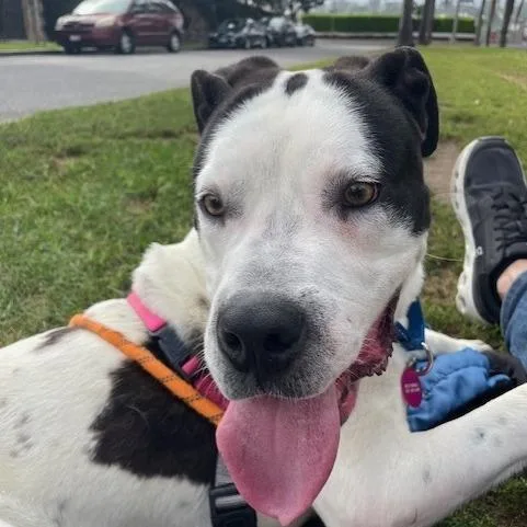 An adult large-sized male Boxer dog named Otis for adoption in Los Angeles, CA