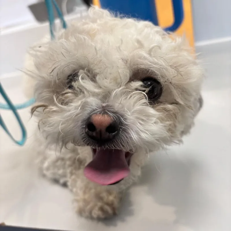 A young small-sized female White / Cream Mixed Breed dog named Whisper for adoption in Allentown, PA