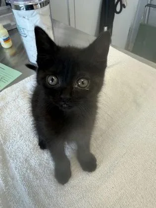 A baby small-sized female Domestic Short Hair cat named Chip for adoption in Lafayette, IN