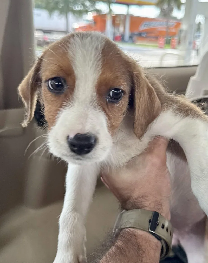 A baby small-sized female Terrier dog named Dumpling for adoption in Lake Hopatcong, NJ