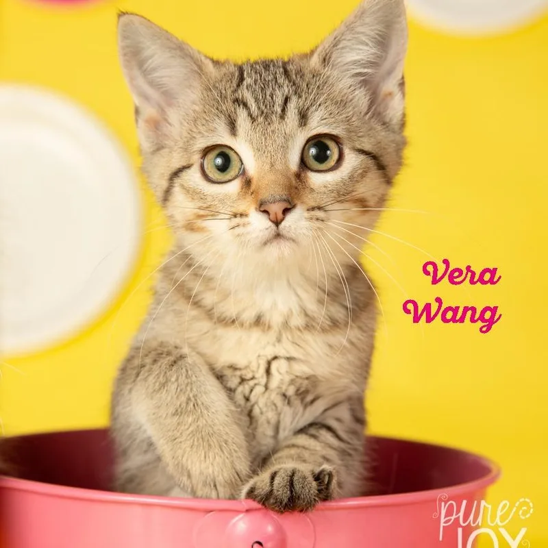 Vera Wang thumbnail 2