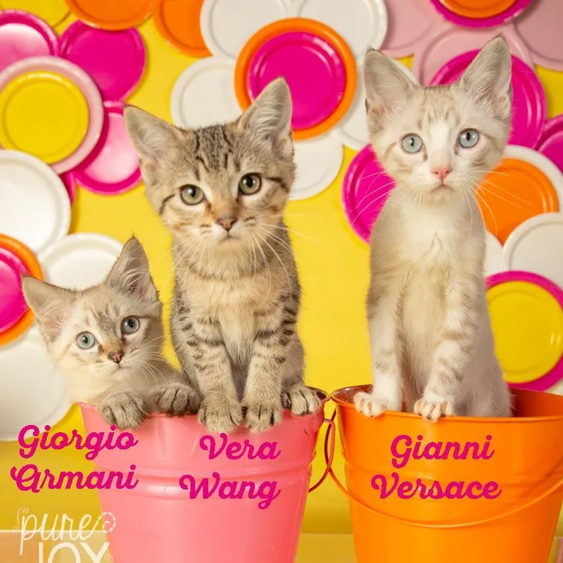 Vera Wang thumbnail 5