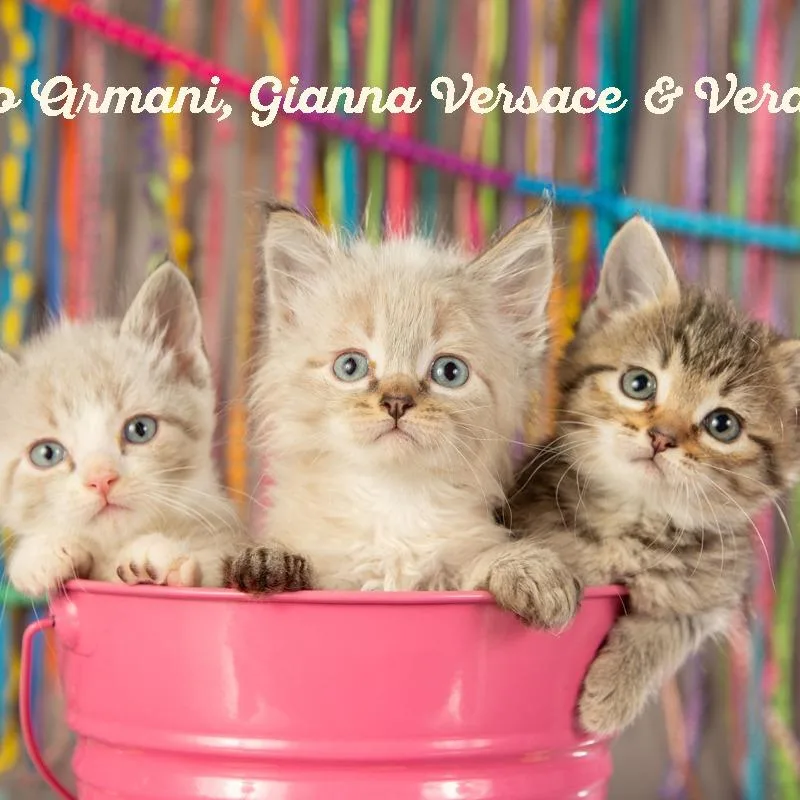 Vera Wang thumbnail 6