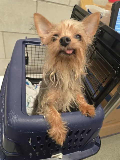 An adult small-sized female Mixed Breed dog named Minnie for adoption in Dallas, TX