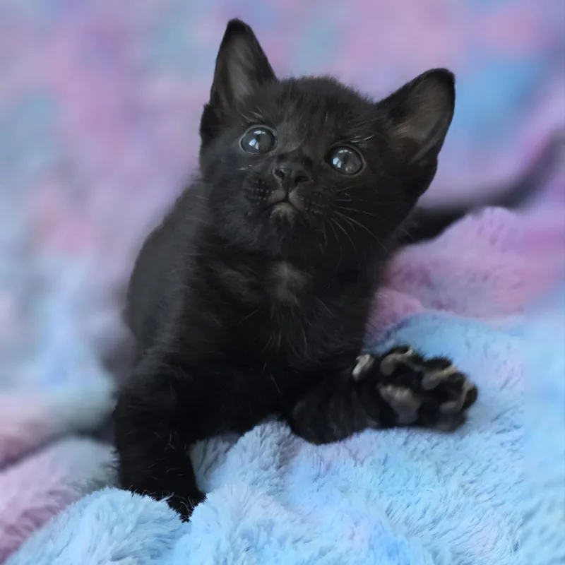 A baby medium-sized male Black Domestic Short Hair cat named Beans for adoption in Atlanta, GA