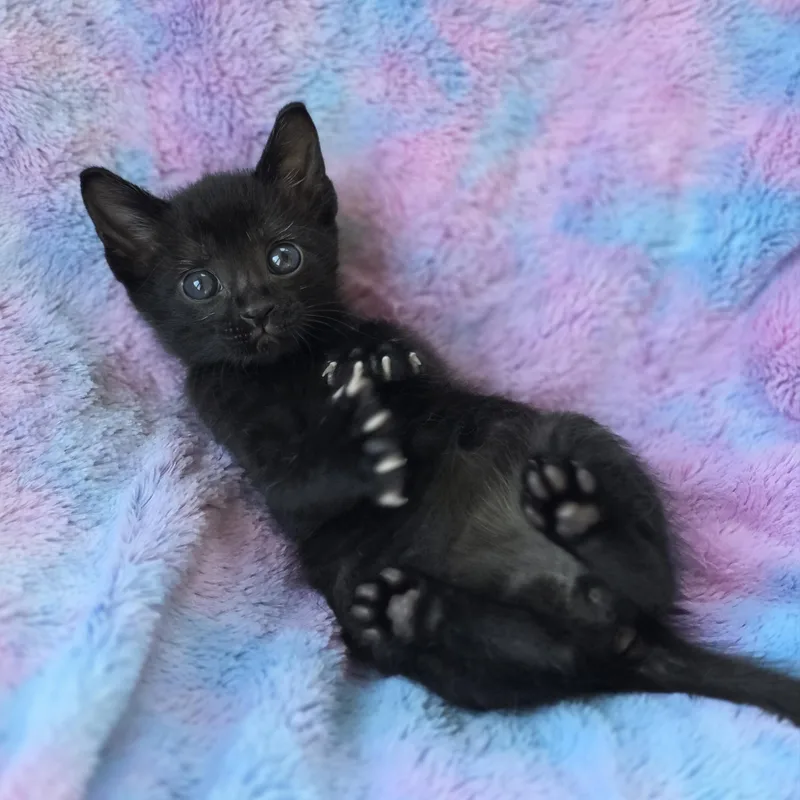Beans thumbnail 5