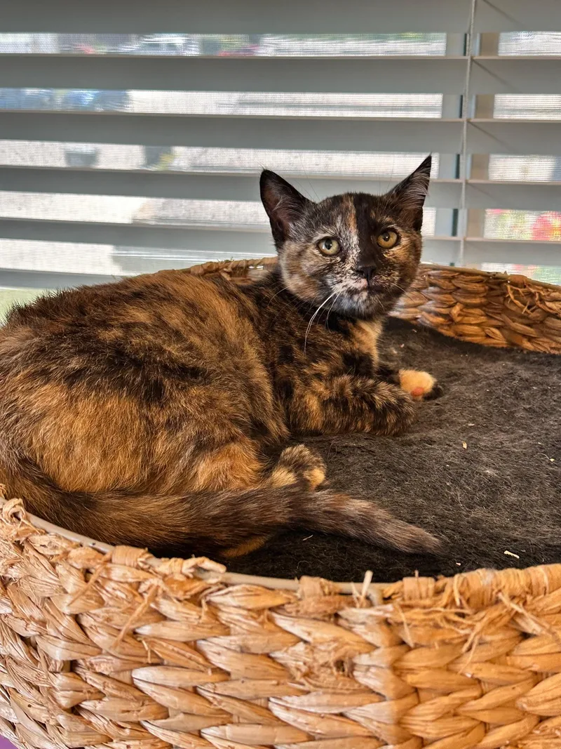 A baby medium-sized female Tortoiseshell cat named Heidi for adoption in Visalia, CA