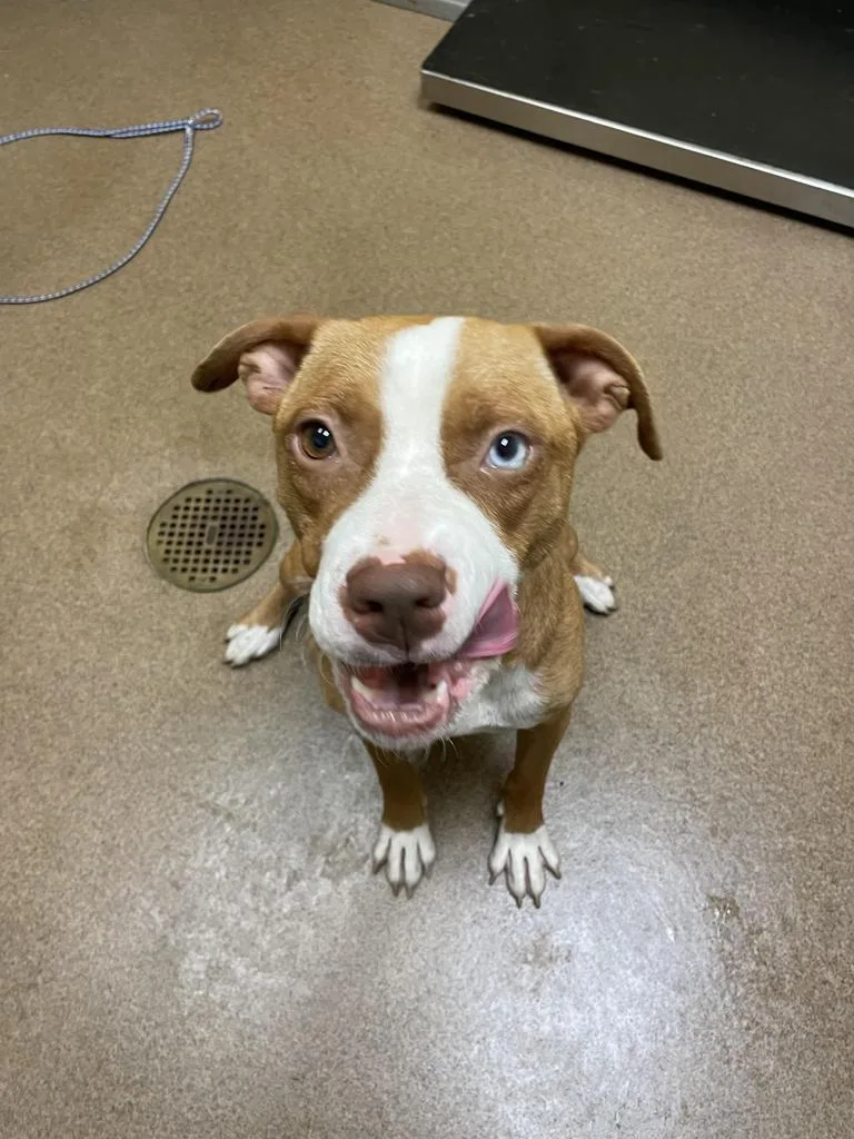 An adult medium-sized female Mixed Breed dog named Rooftop for adoption in Florence, SC