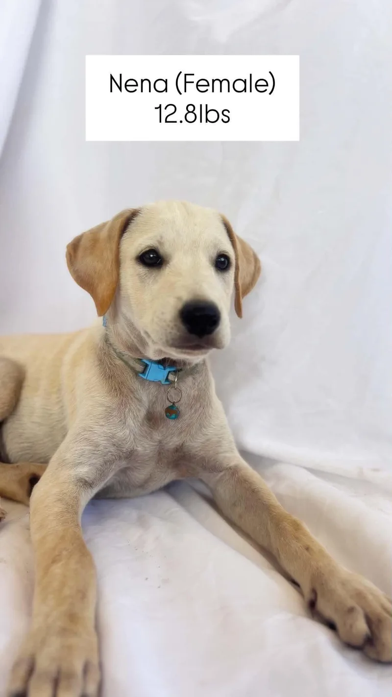 A young medium-sized female White / Cream Mixed Breed dog named Nena for adoption in Bayamon, PR