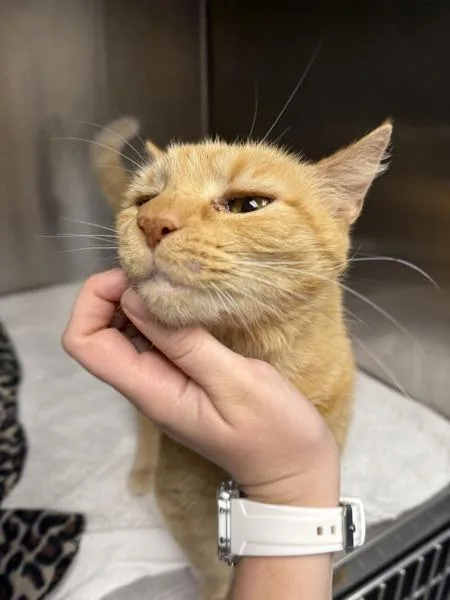 An adult small-sized female Domestic Short Hair cat named Debbie Does Dumpsters for adoption in Richmond, VA