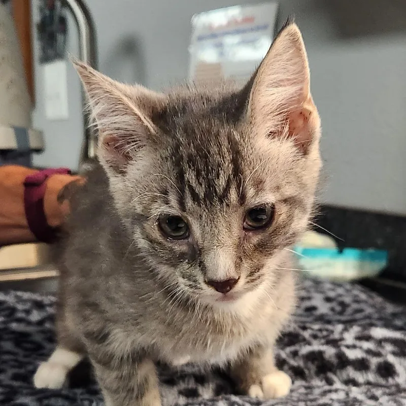 A baby small-sized male Gray / Blue / Silver Domestic Short Hair cat named Fez for adoption in Brighton, MO