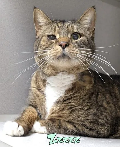 An adult large-sized male Domestic Short Hair cat named Zzzzz for adoption in Mason, MI