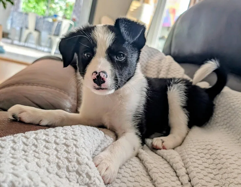 A baby medium-sized female Collie dog named Kate for adoption in Seattle, WA