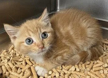 A baby small-sized female Orange & White Domestic Short Hair cat named CA Haley for adoption in Glen Allen, VA