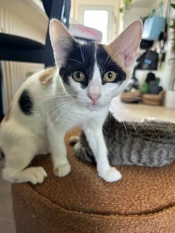 A baby medium-sized female Domestic Short Hair cat named Opal for adoption in Los Angeles, CA