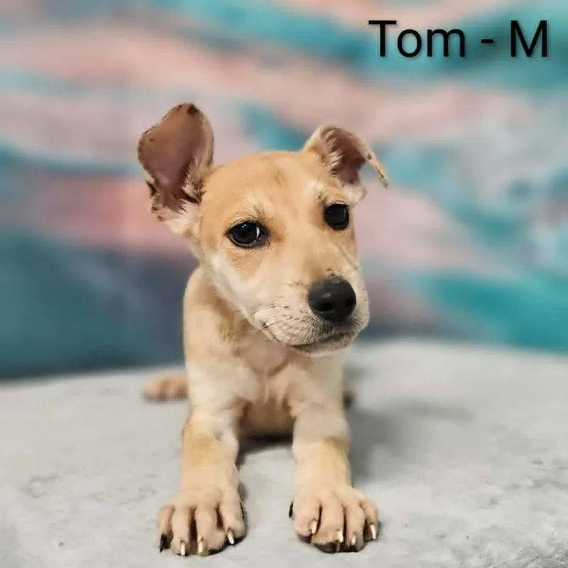 A baby large-sized male Yellow / Tan / Blond / Fawn Shepherd dog named Tom for adoption in Griswold, CT