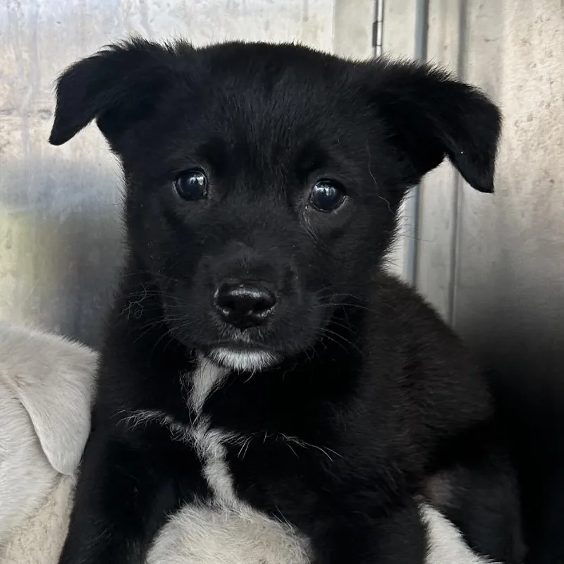 A baby small-sized male Black Terrier dog named Lemon for adoption in Birmingham, AL