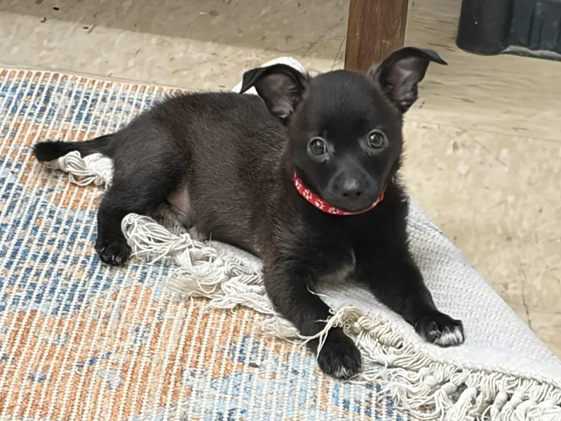 A baby small-sized male Chihuahua dog named Lincoln for adoption in Lucedale, MS
