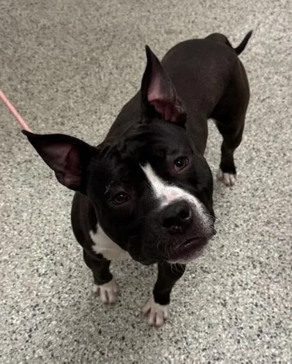 An adult medium-sized male Black Pit Bull Terrier dog named Mingle for adoption in Kansas City, MO