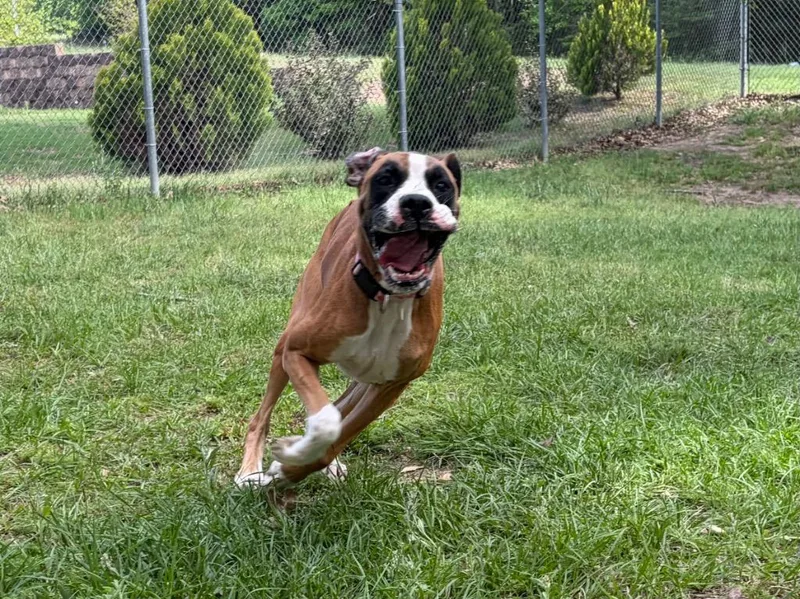 A young large-sized female Boxer dog named Eleanor for adoption in Nacogdoches, TX