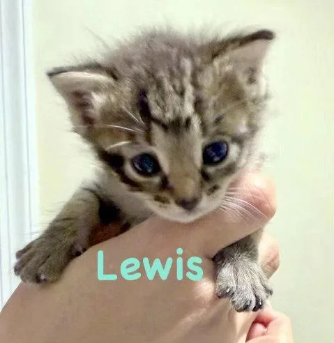 A baby medium-sized male Domestic Short Hair cat named Lewis for adoption in Reston, VA